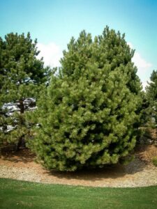 Сосна Чёрная (Pinus Nigra) купить по цене от 270.00р. в интернет-магазине «Посадика» с доставкой почтой в в Невьянске и по всей России – [изображение №1].