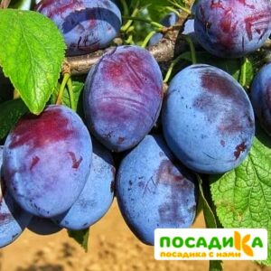 Слива Чачакская ранняя купить по цене от 229.00р. в интернет-магазине «Посадика» с доставкой почтой в в Невьянске и по всей России – [изображение №1].