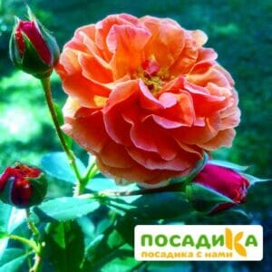 Роза Арабия купить по цене от 350.00р. в интернет-магазине «Посадика» с доставкой почтой в в Невьянске и по всей России – [изображение №1].