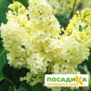 Сирень Примроуз (Primrose) купить по цене от 529.00р. в интернет-магазине «Посадика» с доставкой почтой в в Невьянске и по всей России – [изображение №1].