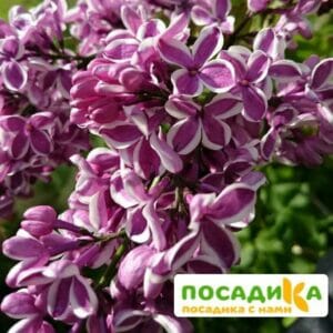 Сирень Сенсация купить по цене от 529.00р. в интернет-магазине «Посадика» с доставкой почтой в в Невьянске и по всей России – [изображение №1].