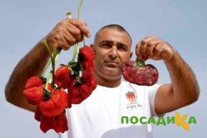 Клубника Гигант Джорнея купить по цене от 266р. в интернет-магазине «Посадика» с доставкой почтой в в Невьянске и по всей России – [изображение №1].