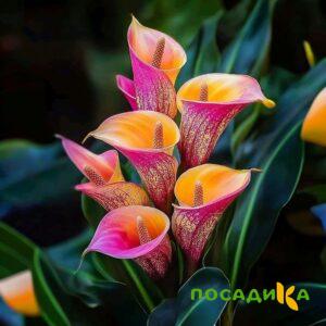 Калла Оникс купить по цене от 450р. в интернет-магазине «Посадика» с доставкой почтой в в Невьянске и по всей России – [изображение №1].