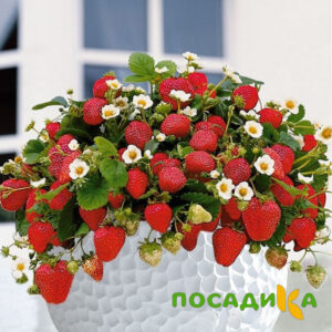 Клубника Рубиновый Шепот (горшечная) купить по цене от 240р. в интернет-магазине «Посадика» с доставкой почтой в в Невьянске и по всей России – [изображение №1].
