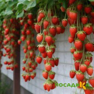 Клубника вьющаяся Комплимент купить по цене от 470р. в интернет-магазине «Посадика» с доставкой почтой в в Невьянске и по всей России – [изображение №1].