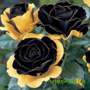 Роза Ханни Сикл купить по цене от 700р. в интернет-магазине «Посадика» с доставкой почтой в в Невьянске и по всей России – [изображение №1].