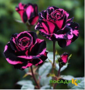 Роза Багровый Шепот купить по цене от 366р. в интернет-магазине «Посадика» с доставкой почтой в в Невьянске и по всей России – [изображение №1].