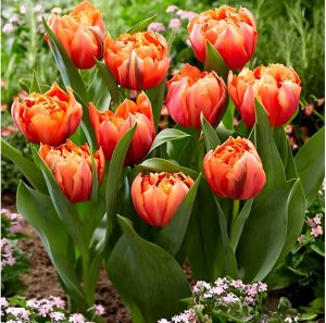 Тюльпан Гудошник Дабл купить по цене от 185р. в интернет-магазине «Посадика» с доставкой почтой в в Невьянске и по всей России – [изображение №1].