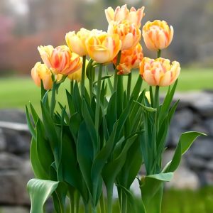 Тюльпан Верона Санрайз купить по цене от 280р. в интернет-магазине «Посадика» с доставкой почтой в в Невьянске и по всей России – [изображение №1].