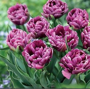 Тюльпан Айс Крим купить по цене от 430р. в интернет-магазине «Посадика» с доставкой почтой в в Невьянске и по всей России – [изображение №1].