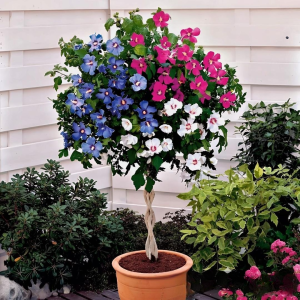 Гибискус-Дерево Триколор купить по цене от 289р. в интернет-магазине «Посадика» с доставкой почтой в в Невьянске и по всей России – [изображение №1].