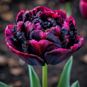 Тюльпан Фламинго купить по цене от 500р. в интернет-магазине «Посадика» с доставкой почтой в в Невьянске и по всей России – [изображение №1].