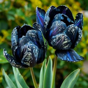 Тюльпан Блю Фог купить по цене от 500р. в интернет-магазине «Посадика» с доставкой почтой в в Невьянске и по всей России – [изображение №1].