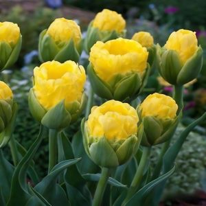 Тюльпан махровый Ванила Коп купить по цене от 159р. в интернет-магазине «Посадика» с доставкой почтой в в Невьянске и по всей России – [изображение №1].