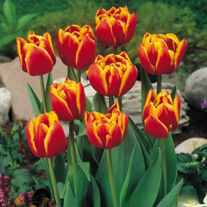 Тюльпан Блэк Фаер купить по цене от 275р. в интернет-магазине «Посадика» с доставкой почтой в в Невьянске и по всей России – [изображение №1].