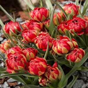 Тюльпан Ап Пинк купить по цене от 390р. в интернет-магазине «Посадика» с доставкой почтой в в Невьянске и по всей России – [изображение №1].