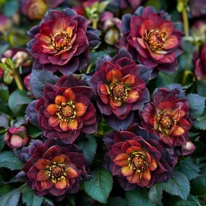 Морозник Сноу Дроп купить по цене от 348р. в интернет-магазине «Посадика» с доставкой почтой в в Невьянске и по всей России – [изображение №1].