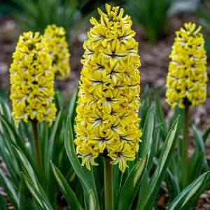 Гиацинт Сансет Голд купить по цене от 2099р. в интернет-магазине «Посадика» с доставкой почтой в в Невьянске и по всей России – [изображение №1].