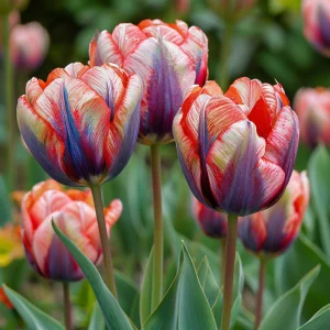 Тюльпан Эбисан Грэйс купить по цене от 217р. в интернет-магазине «Посадика» с доставкой почтой в в Невьянске и по всей России – [изображение №1].