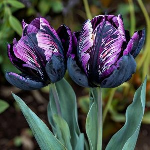 Тюльпан Блэк Каньон купить по цене от 305р. в интернет-магазине «Посадика» с доставкой почтой в в Невьянске и по всей России – [изображение №1].