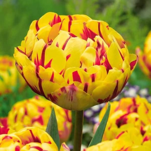 Тюльпан махровый Голден Ницц купить по цене от 361р. в интернет-магазине «Посадика» с доставкой почтой в в Невьянске и по всей России – [изображение №1].