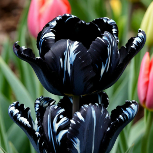 Тюльпан Шелк Нуар купить по цене от 219р. в интернет-магазине «Посадика» с доставкой почтой в в Невьянске и по всей России – [изображение №1].