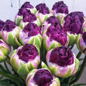 Тюльпан Анаконда купить по цене от 450р. в интернет-магазине «Посадика» с доставкой почтой в в Невьянске и по всей России – [изображение №1].