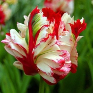 Тюльпан Эстелла Рижнвельд купить по цене от 500р. в интернет-магазине «Посадика» с доставкой почтой в в Невьянске и по всей России – [изображение №1].