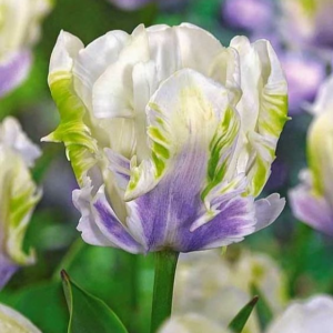 Тюльпан Уайт Лизарт купить по цене от 360р. в интернет-магазине «Посадика» с доставкой почтой в в Невьянске и по всей России – [изображение №1].