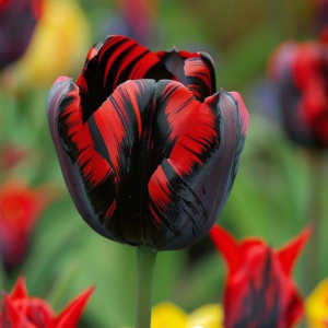 Тюльпан Блэк Перрот купить по цене от 351р. в интернет-магазине «Посадика» с доставкой почтой в в Невьянске и по всей России – [изображение №1].