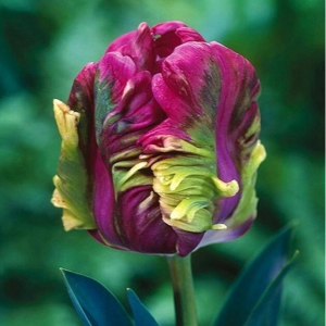 Тюльпан Экзотик Хэвен купить по цене от 186р. в интернет-магазине «Посадика» с доставкой почтой в в Невьянске и по всей России – [изображение №1].