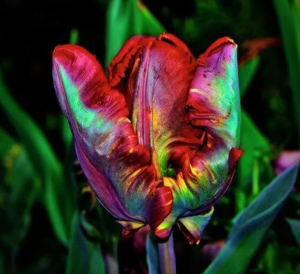 Тюльпан Эирпрайз купить по цене от 270р. в интернет-магазине «Посадика» с доставкой почтой в в Невьянске и по всей России – [изображение №1].